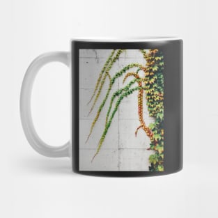 Green Ivy Growning on Grey Urban Concrete Wall Mug